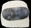 Paralejurus Trilobite Fossil - Foum Zguid, Morocco #53522-2